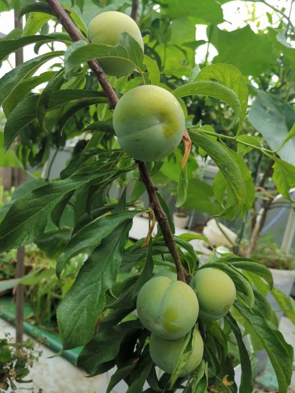 蜂糖李，北方樓頂值得種