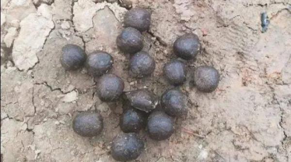 河南61歲男子隱居農村，每天趕著羊群去釣魚，用羊糞打窩狂釣草魚