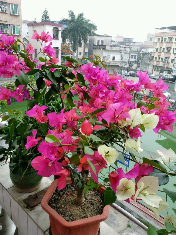 家裡有院子,建議養這5種花,高階的私家花園至少養一種 家裡有院子,建議養這5種花,高階的私家花園至少養一種