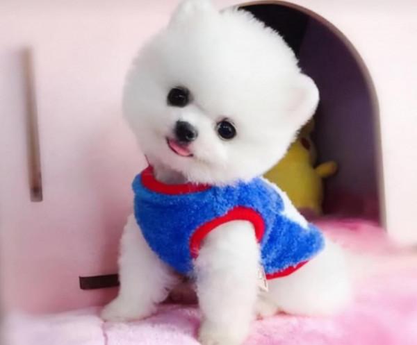 這些狗狗很“怕冷”：話不多說，冬衣趕緊安排上