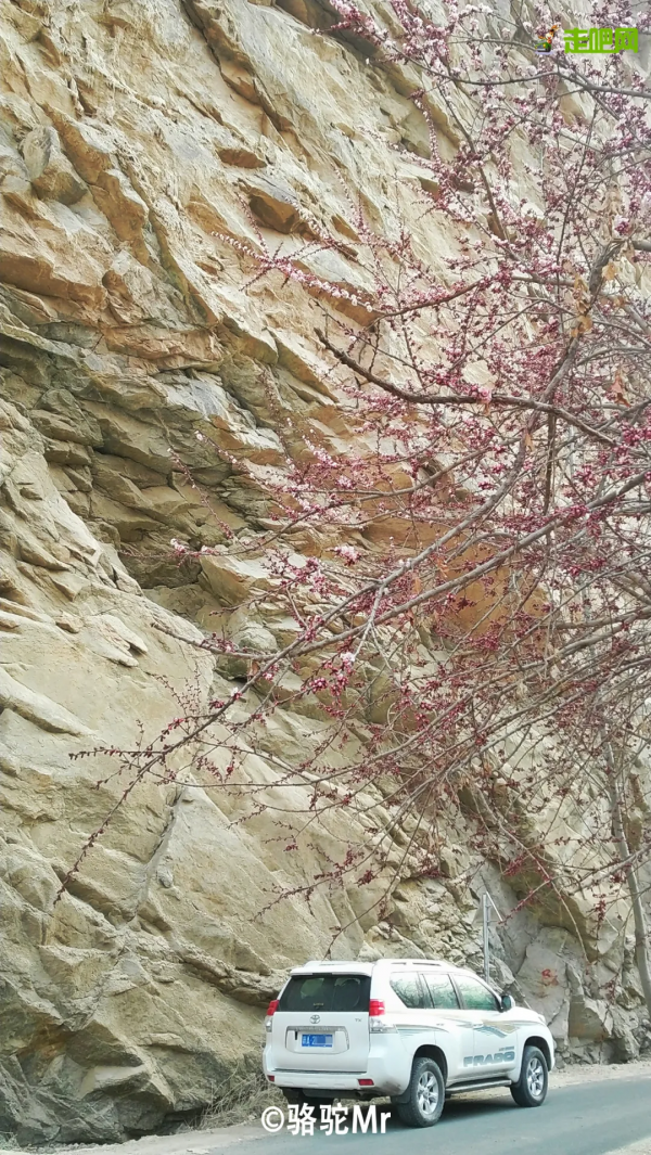 1028名日本人報名遊新疆？新疆顏值實錘了，一年四季，美麗不停歇