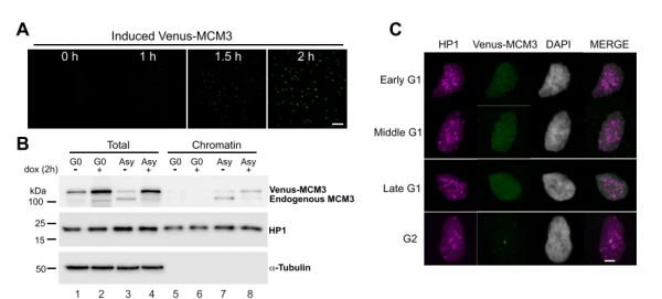 浙大校友揭示DNA損傷又一機制，為抗腫瘤藥物研發提供新思路