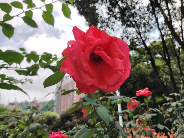 你是否也一樣,遇到漂亮的花花忍不住拍一拍 你是否也一樣,遇到漂亮的花花忍不住拍一拍