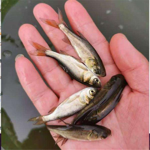 2009年老闆投入6000萬尾魚苗，魚集體失蹤，4年後靠魚年收3000萬