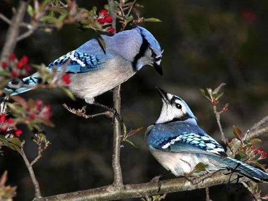 62對愛情鳥大比拼欣賞