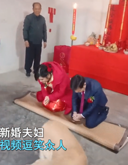 新婚夫婦跪拜天地時，金毛亂入到鏡頭裡：我來替你們證婚吧