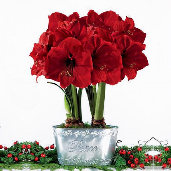 馬上就要過年了,還在為買什麼年宵花發愁嗎?推薦36種供你參考 馬上就要過年了,還在為買什麼年宵花發愁嗎?推薦36種供你參考