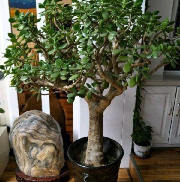 春節要到了，家裡養4種“招財樹”，美觀大方，寓意好