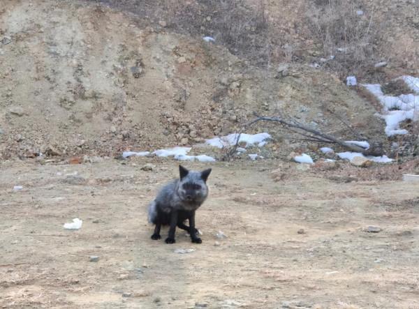 罕見銀黑狐現身北京，專家：這事情不好，或威脅當地狐狸生存