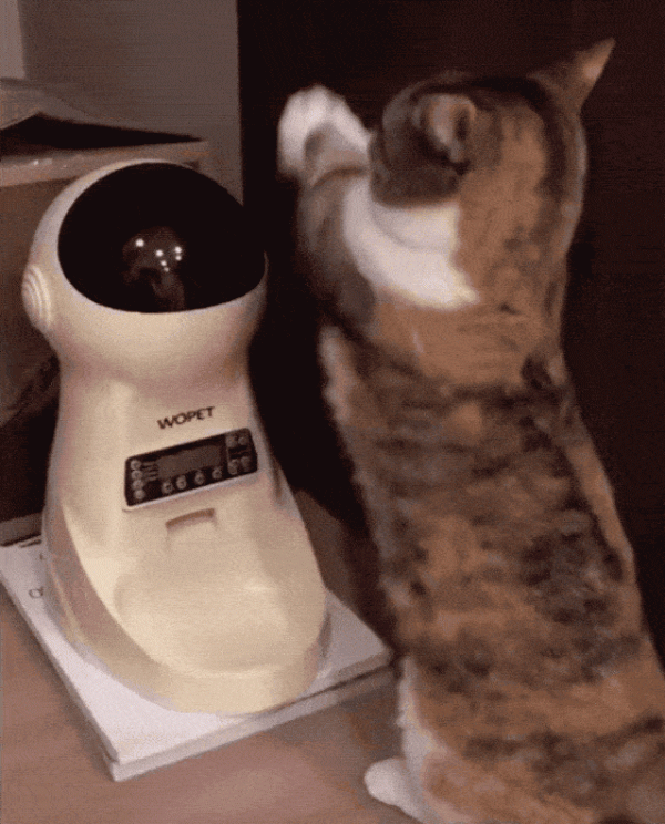 原來我的貓一直長了2顆心，快來看看你家的有嗎