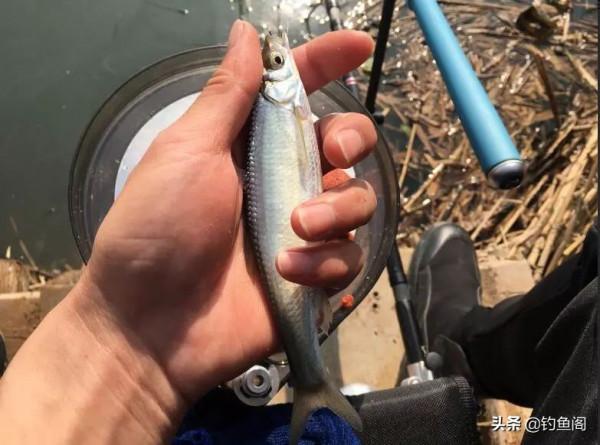 如何判斷窩子裡有沒有魚？這幾個方法一定要學會