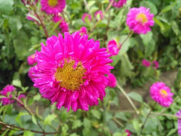 函式y&equals;&lpar;x&Hat;2&plus;4&rpar;&Sqrt;&lpar;x&Hat;2&plus;1&rpar;的主要性質