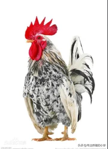 要是我的農場,全部是這些雞,我是不是要發? 要是我的農場,全部是這些雞,我是不是要發?