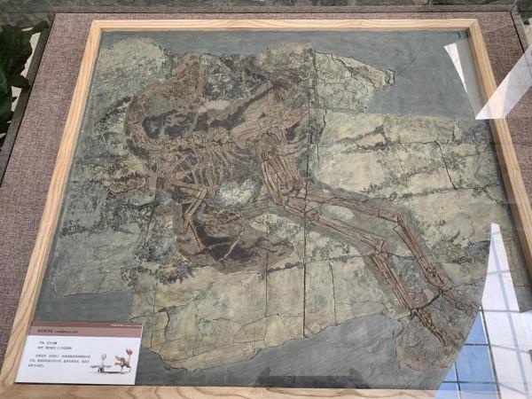 遊～山西地質博物館