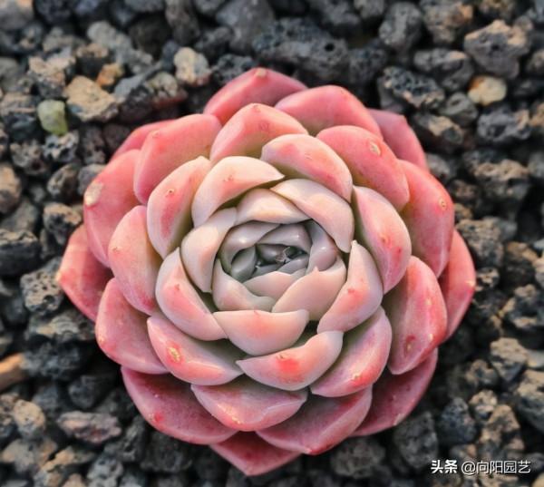 養好多肉很容易，工地挖點河沙，純河沙也能養多肉，根系超發達