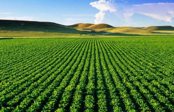 “中國農業產業商城”帶動西南農產品走向全球