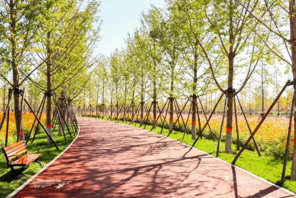 拾一片銀杏葉，藏住最美“秋韻”！