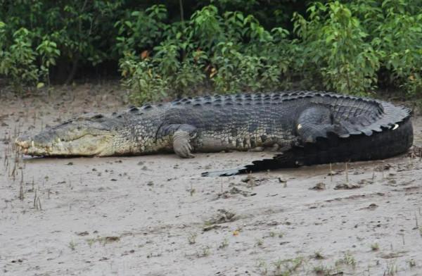 鱷魚好圖大雜燴 鱷魚好圖大雜燴