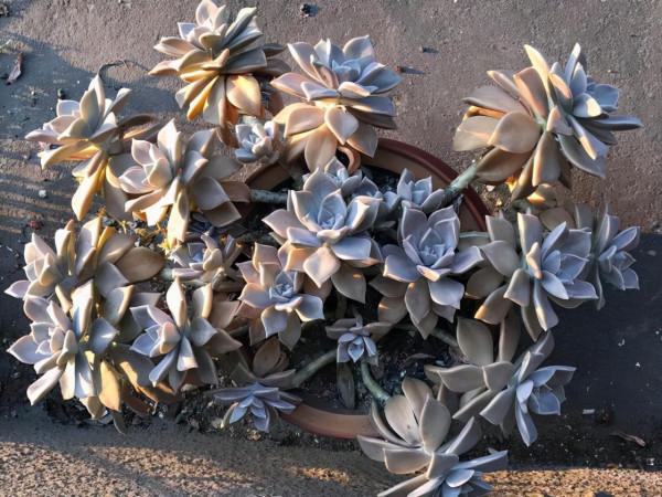 10元錢就能“買齊”的4款多肉，葉片像蓮花，皮實好養，適合新手