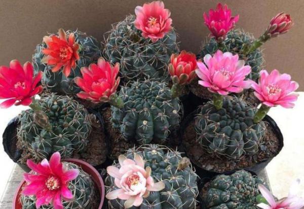 懶人養花選這3樣，很耐旱，盆栽省心好活，還能修身養性