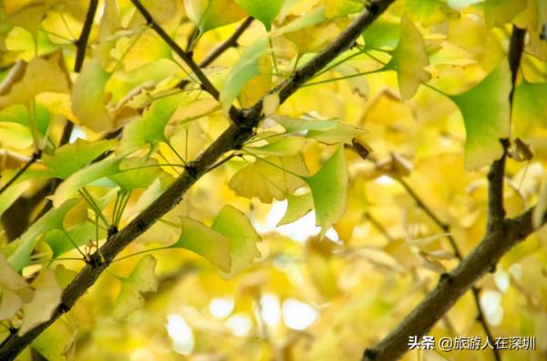 從廣東南雄出發,去看有1680多年的最美銀杏林,這裡全攻略如何玩 從廣東南雄出發,去看有1680多年的最美銀杏林,這裡全攻略如何玩