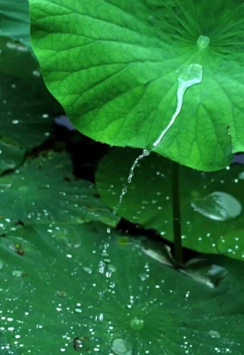 “芰荷葉上難停雨,松檜枝間自有風”,詩人悟出怎樣的人生哲理? “芰荷葉上難停雨,松檜枝間自有風”,詩人悟出怎樣的人生哲理?