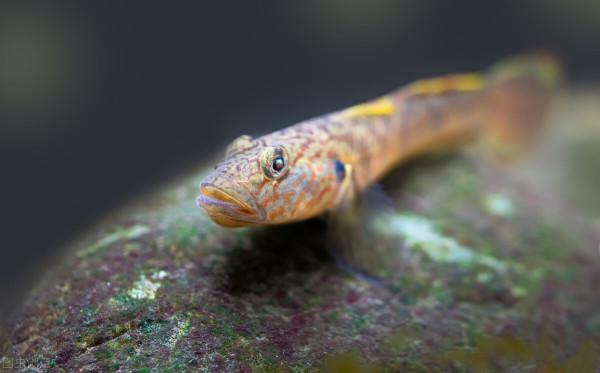 海釣新手油光魚又名黃鰭刺鰕虎魚「 日本專業海釣入門投釣書籍 」