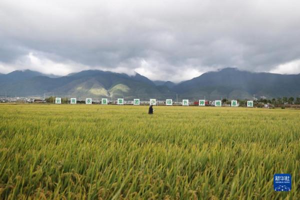 雲南大理：“洱海留香”水稻開鐮