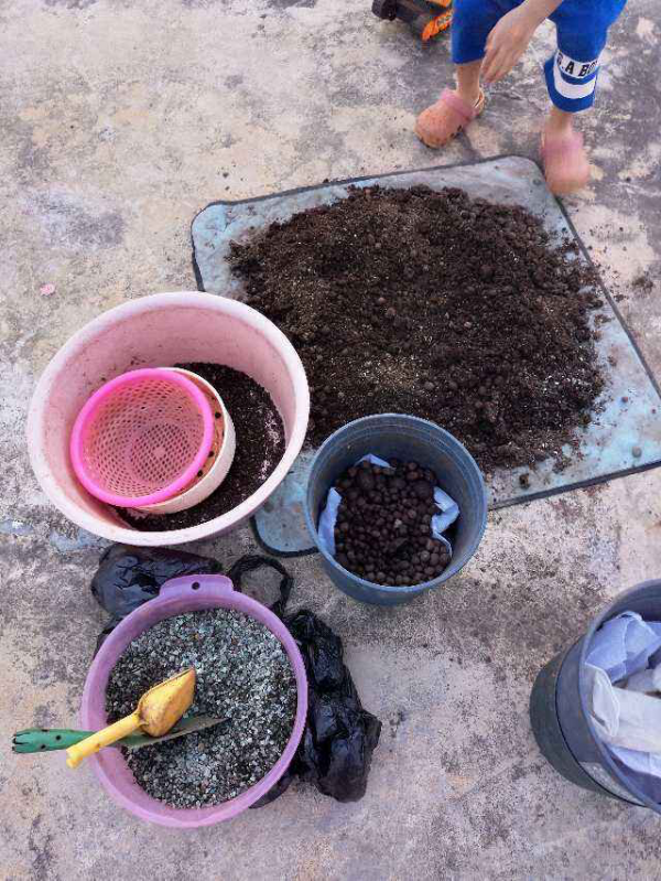 換盆舊土加點“廢料”，不花錢土肥的流油，花呼呼爆盆