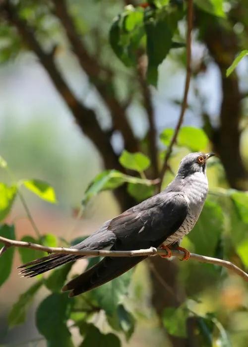 七絕《杜鵑晨啼》