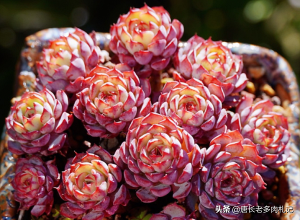 養多肉的都是些什麼人？這7類人最多，來看看其中有沒有包括你？