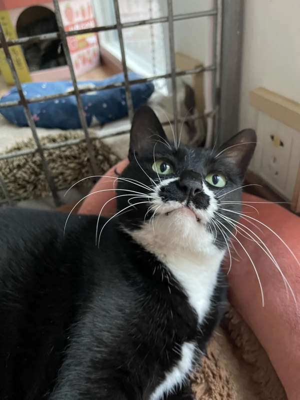 糟糕,鬍子太搶戲了 糟糕,鬍子太搶戲了