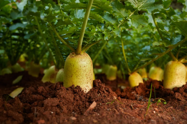 有肝炎不能吃什麼? 有肝炎不能吃什麼?