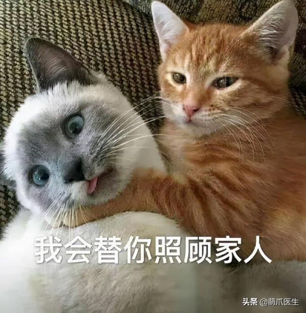 看了我太太太爺爺畫的貓後…網友:同一個物種 看了我太太太爺爺畫的貓後…網友:同一個物種