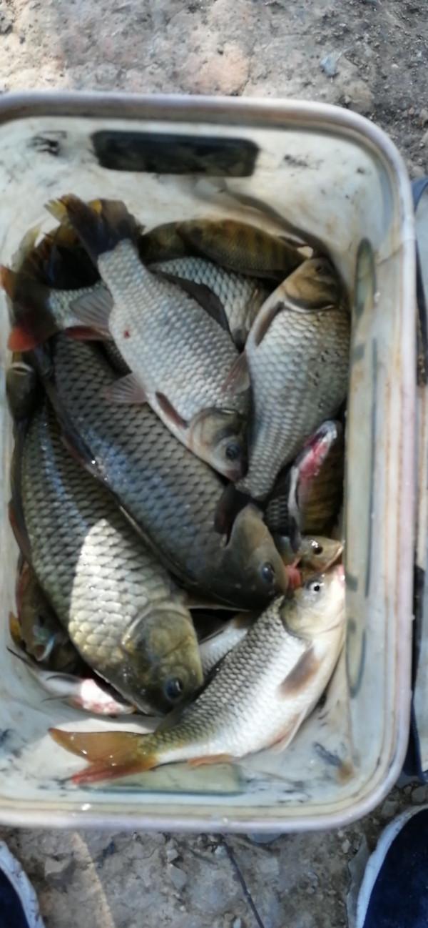 記住野釣四句口訣，魚兒乖乖上鉤