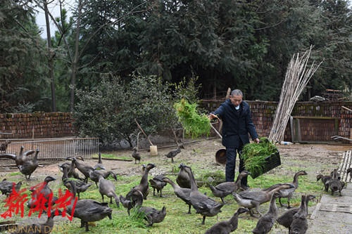 藍山縣雷家嶺：鵝鳴聲聲號新春