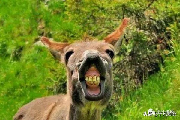 於凡諾說:一頭大蠢驢 於凡諾說:一頭大蠢驢