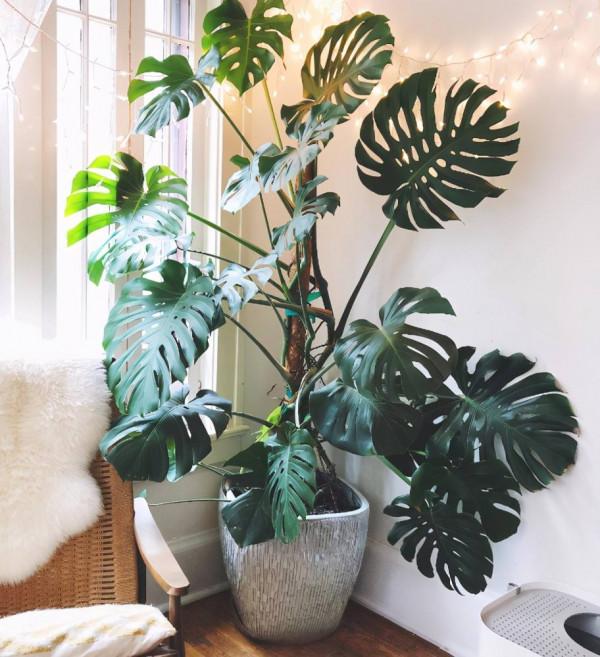 家裡光照少,可以養12種“陰性花”,“半陰地”更利於生長 家裡光照少,可以養12種“陰性花”,“半陰地”更利於生長