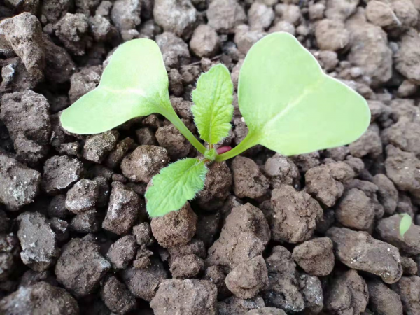 冬至前後適合種什麼蔬菜？5種蔬菜可任選，春節就能收穫