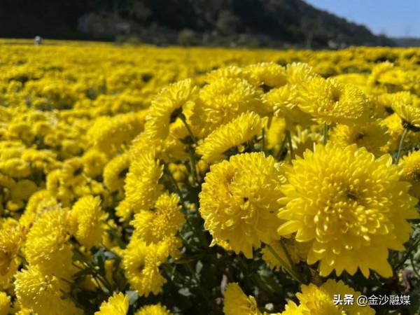 約嗎？這裡的菊花開了→