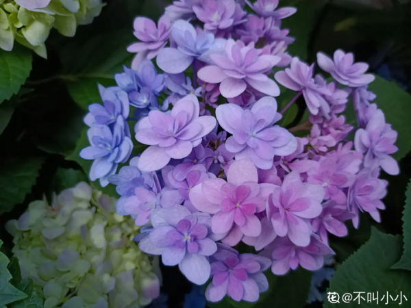 蟹爪蘭、長壽花僵苗,必須掐幾下,重新換盆養 蟹爪蘭、長壽花僵苗,必須掐幾下,重新換盆養