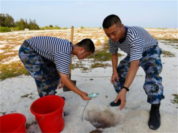 24年前在西沙中建島栽了一棵椰子樹，如今長成了啥樣？