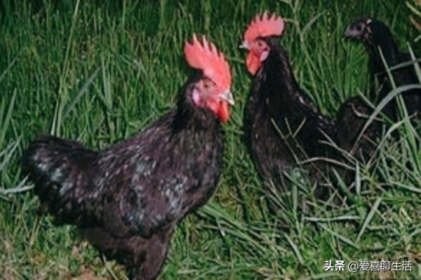 明日立冬,這8道湯不可錯過,鮮美滋補又暖身,熱乎乎出門不怕冷 明日立冬,這8道湯不可錯過,鮮美滋補又暖身,熱乎乎出門不怕冷