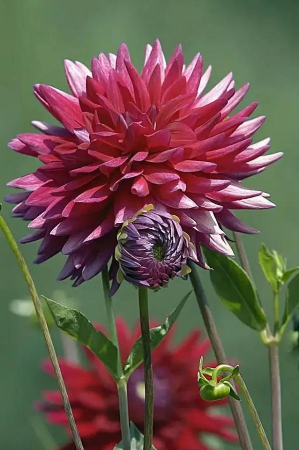 世界金獎醉美的花卉