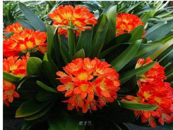 五種旺宅花，您知道嗎？