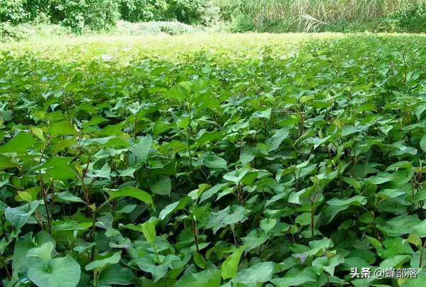 貴州著名蕺菜，貴州人讚不絕口，外地人說很臭，曾在疫情期間大火