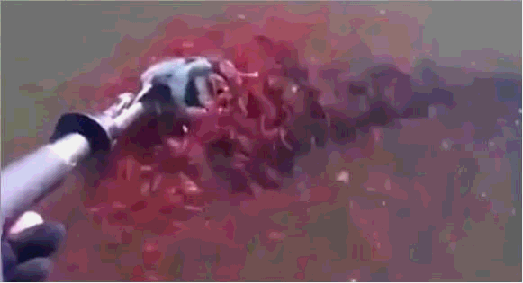 黑魚入侵美國,在美國氾濫成災,這還是我認識的黑魚嗎? 黑魚入侵美國,在美國氾濫成災,這還是我認識的黑魚嗎?