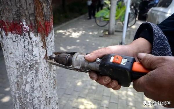 害蟲躲進樹幹蛀食樹心，農村人使出“隔空打蟲”，3招輕鬆解決