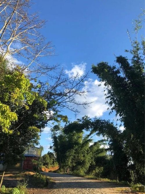 「普洱茶山行」乾貨分享賀開古樹普洱茶蘭香撲面何處來? 「普洱茶山行」乾貨分享賀開古樹普洱茶蘭香撲面何處來?