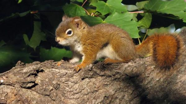 冬天還怎麼過!松鼠辛苦攢的140斤核桃全沒了,食物為何藏車裡? 冬天還怎麼過!松鼠辛苦攢的140斤核桃全沒了,食物為何藏車裡?